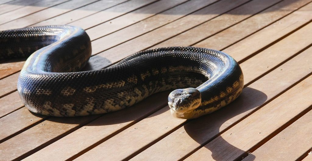 Reptile Party Carpet Python