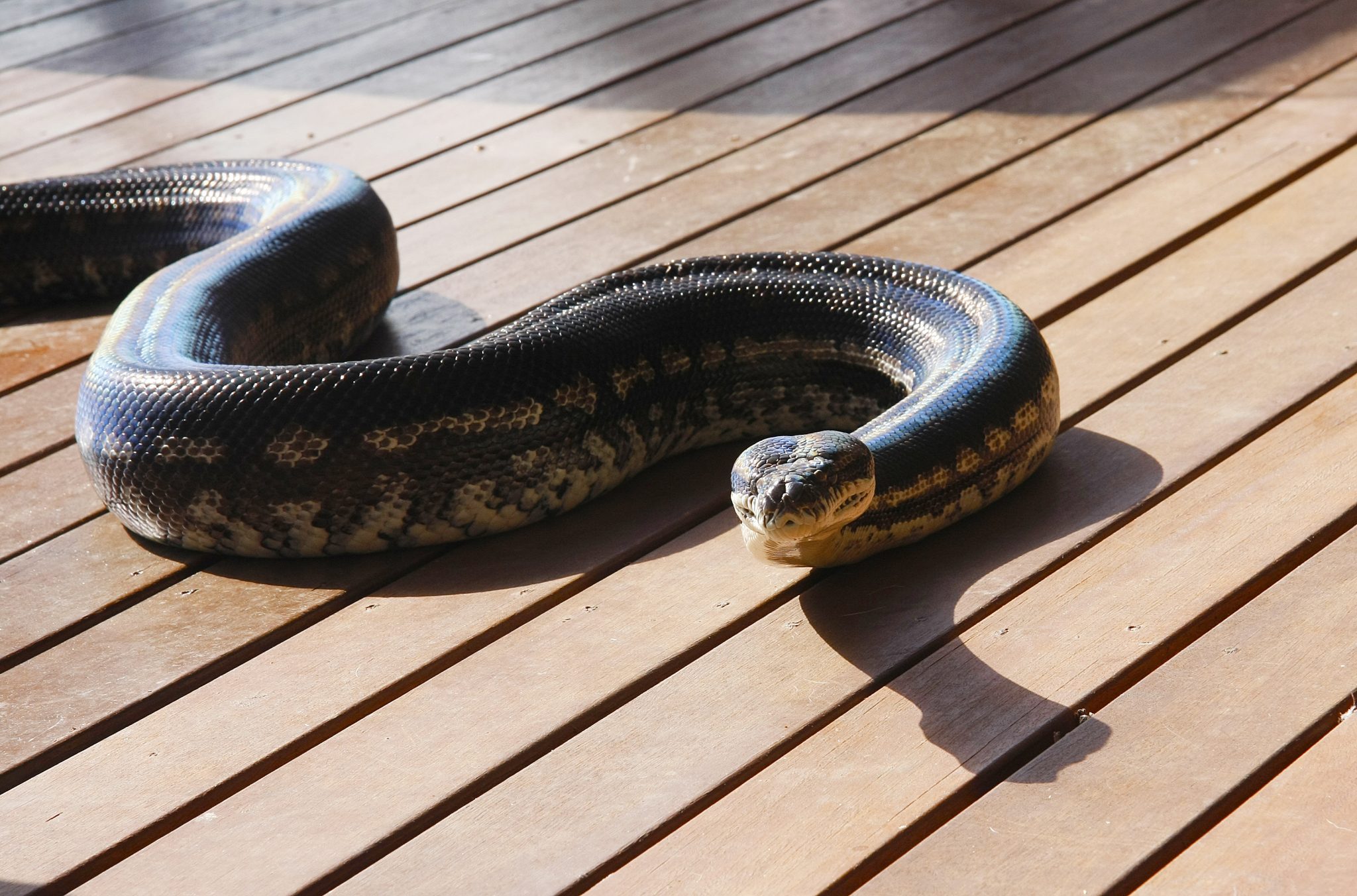 Carpet Python Size