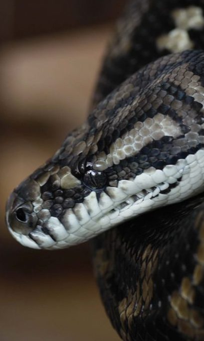 Snake Catcher Brisbane