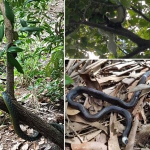 Snake Catcher in winter