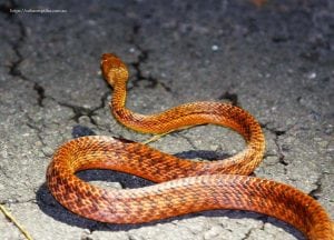 Tree Snake Removal