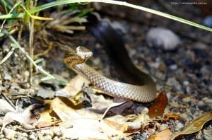 crown snake