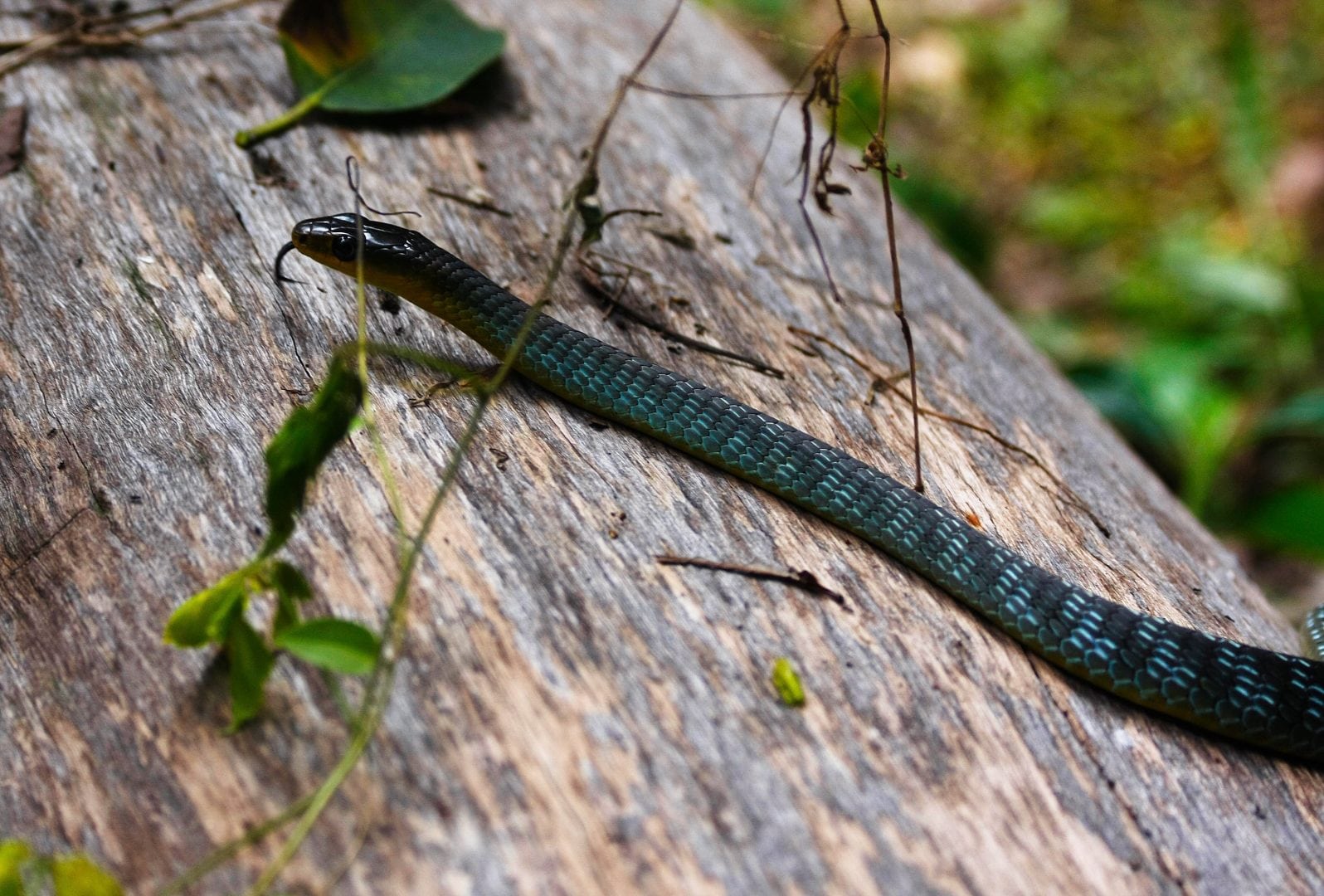 Identification of the Snakes of Greater Brisbane // Urban Reptiles Pty