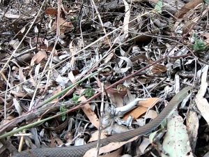 Yellow faced whip snake identification