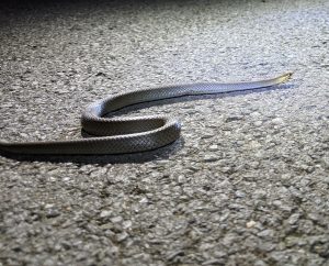 Marsh snake