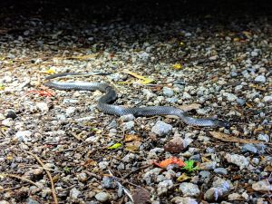 eastern small eyed snake