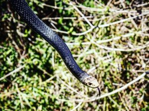 eastern brown snake