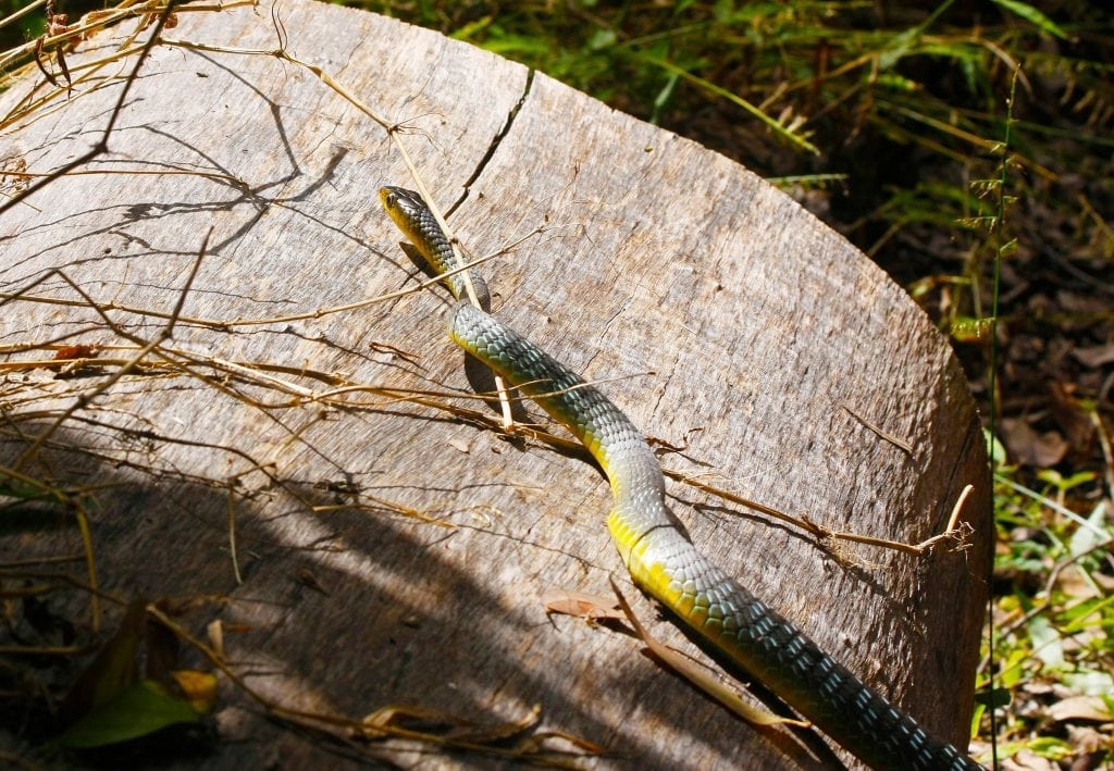 Snake Catcher tree snake