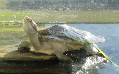 Reptile Party Turtle