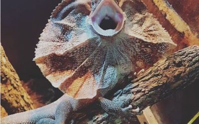 Reptile Party Frill necked lizard